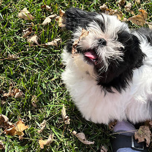 Meet your Posher, Aveyana